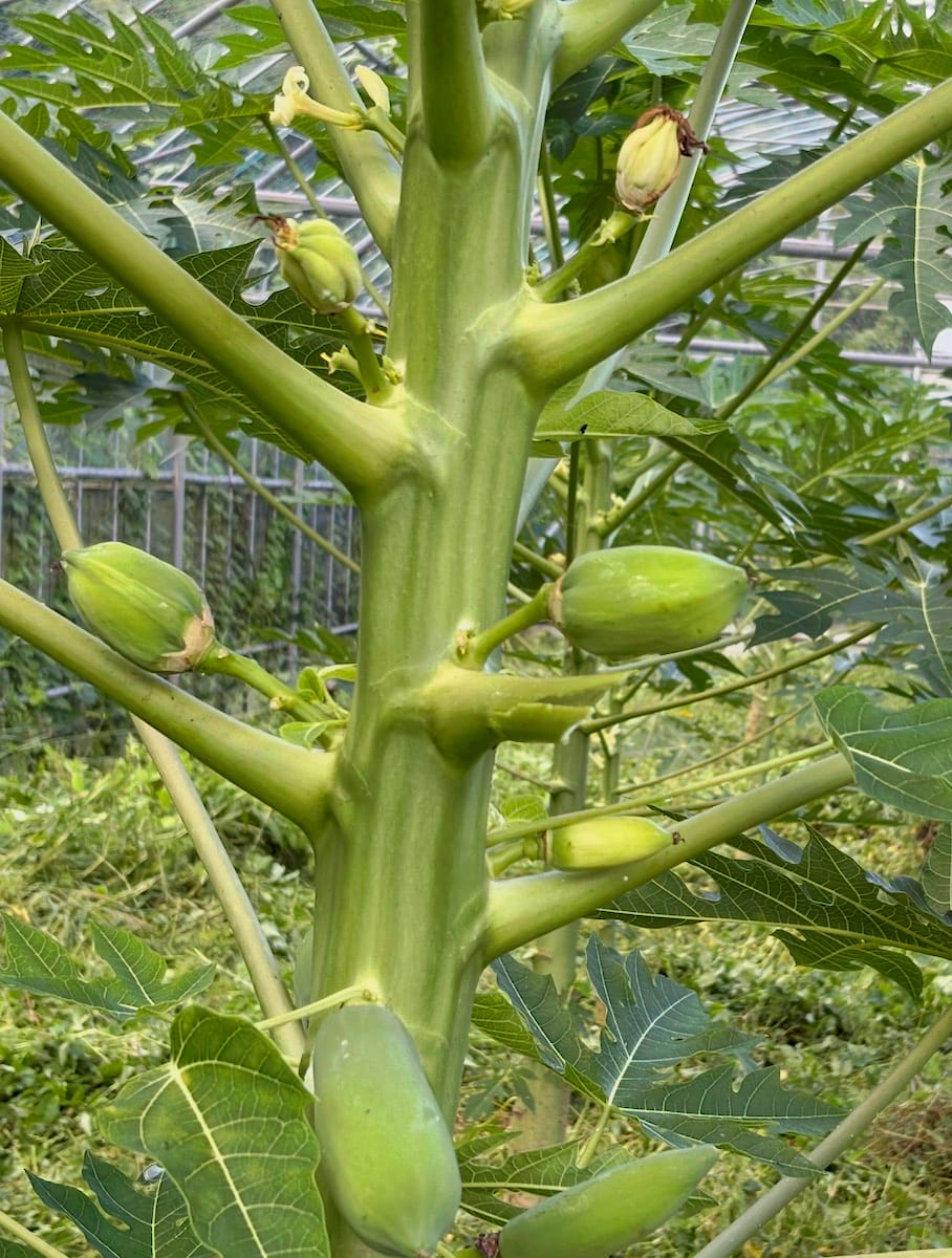 narino 通信｜Oct 2025