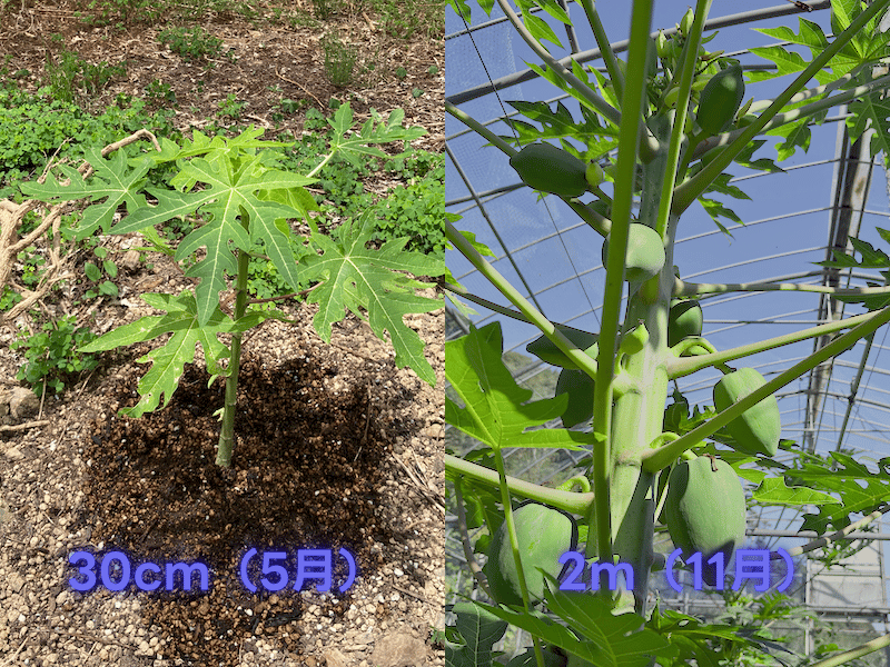 5月の高さ約30cmの若いパパイヤ苗と、11月に高さ約2m・幹に青い実が並ぶ成熟株を並べて成長を比較する写真