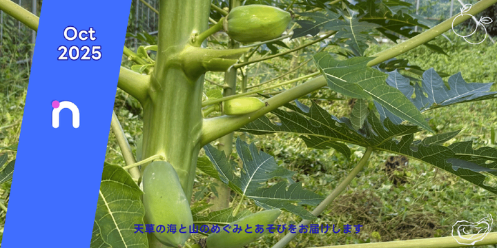 narino PLUSのフィーチャー画像：未熟なパパイヤの実と大きな葉の近景、下部に「海と山のめぐみをお届けします」